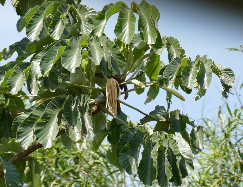 Foto de Embaúba