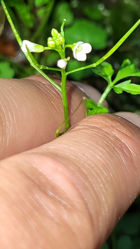 Cardamine flexuosa observed 2025-01-06