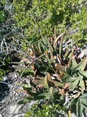 Gasteria acinacifolia