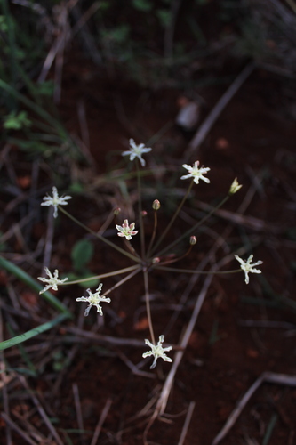 Image of Strumaria gemmata by (c) Corne Brink, some rights reserved (CC BY-SA)