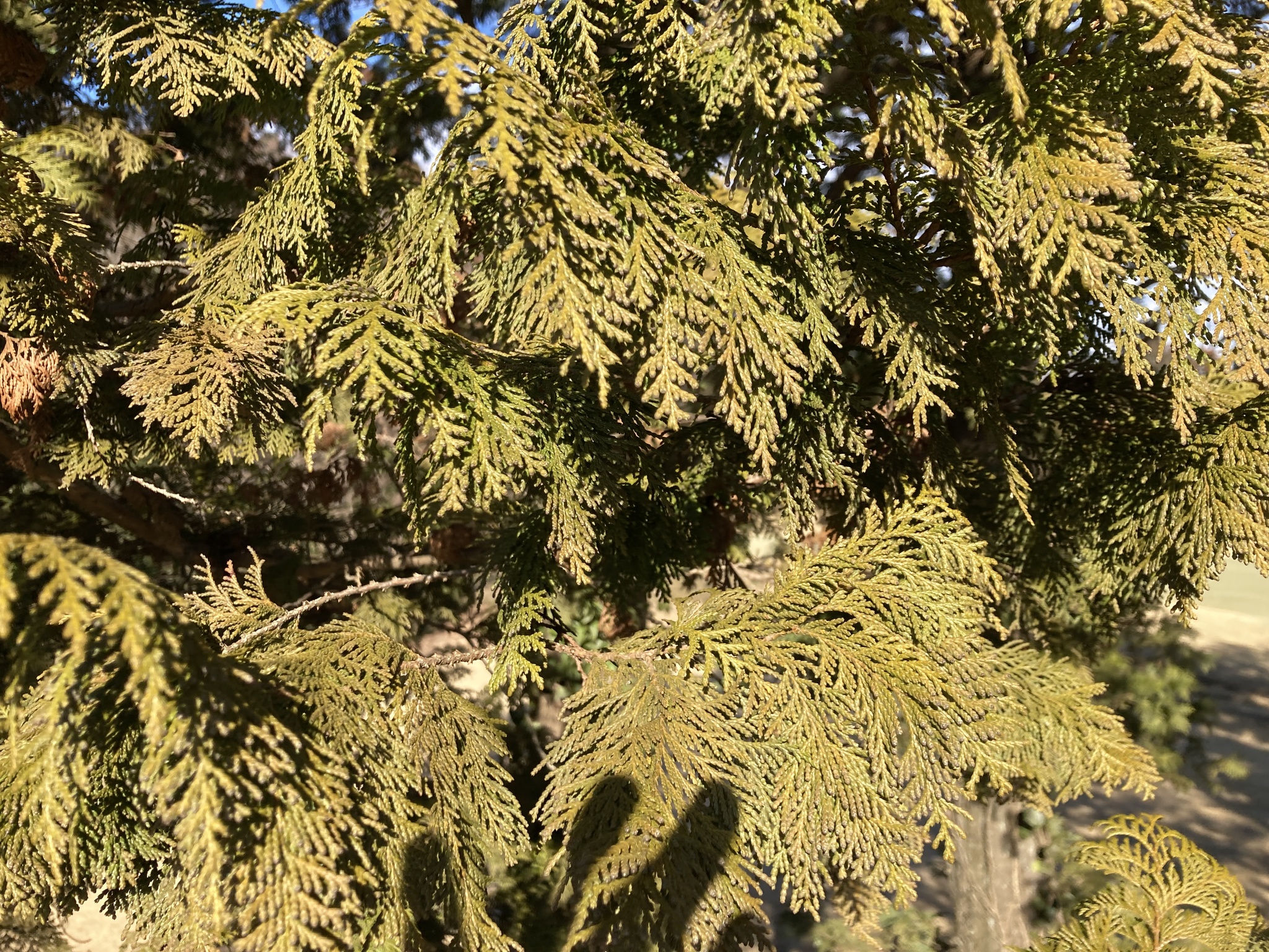 Imagem de Hinoki