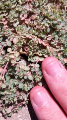 Euphorbia serpens