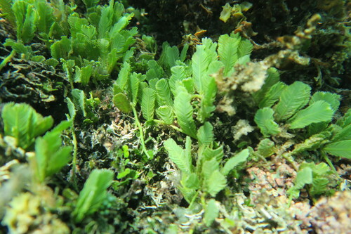 Caulerpa taxifolia