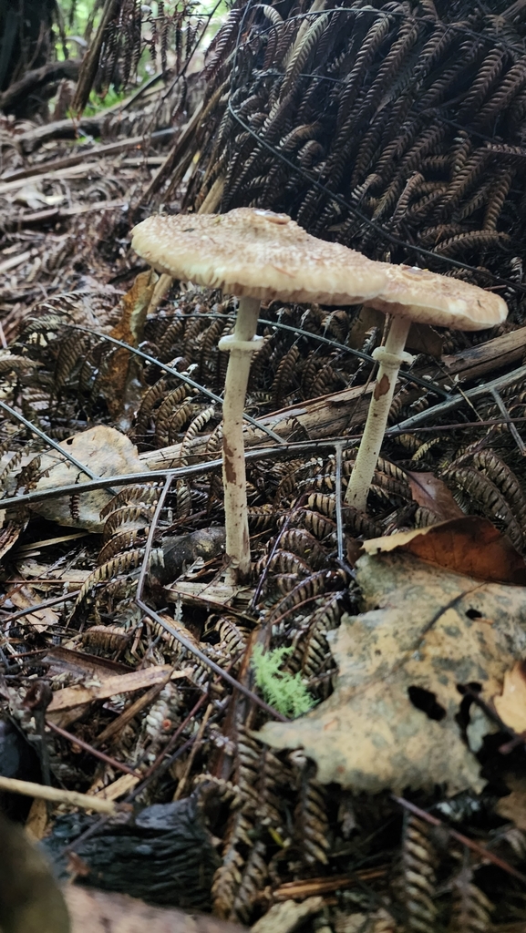 Macrolepiota clelandii · January 2025 · photo: © clarissa70 (iNaturalist, cc-by)