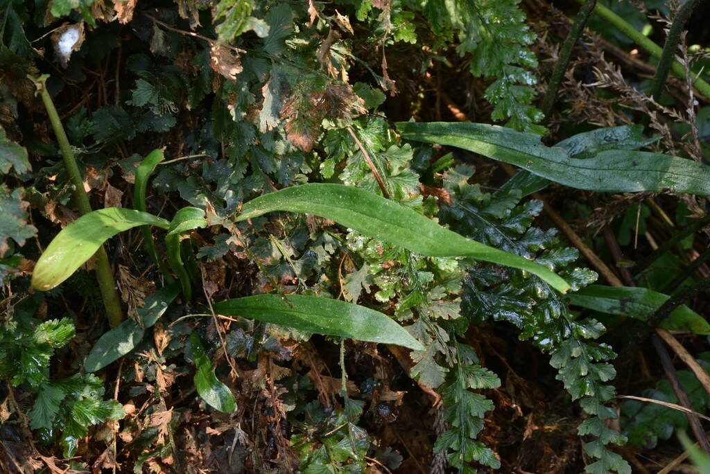 Haplopteris yakushimensis (Haplopteris yakushimensis)