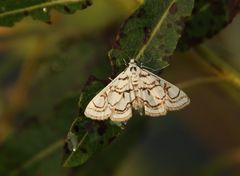 Nymphula nitidulata