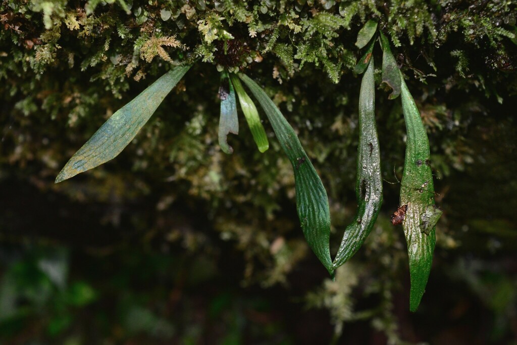Antrophyum henryi (Antrophyum henryi)
