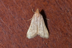 Bostra obsoletalis