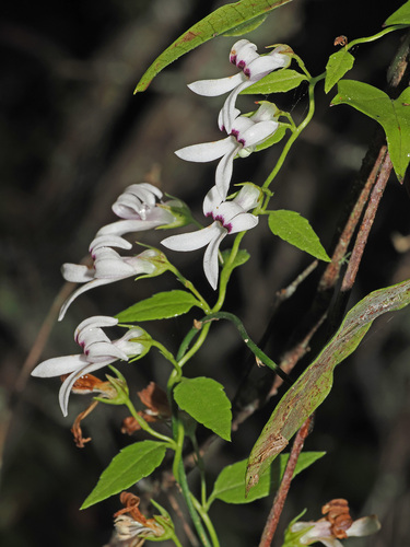 Cyphia heterophylla