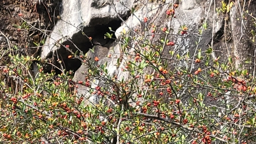 Pyracantha koidzumii observed 2025-01-06
