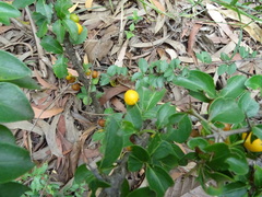 Canthium coromandelicum