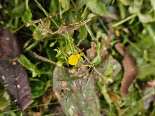 Foto de Capachinho