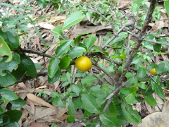 Canthium coromandelicum