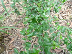 Canthium coromandelicum