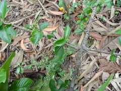 Canthium coromandelicum