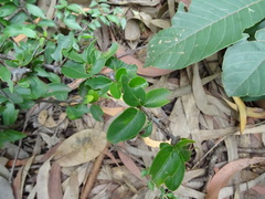 Canthium coromandelicum