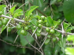 Canthium coromandelicum