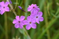 Phlox glaberrima interior