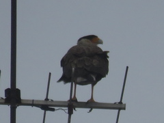 Caracara plancus