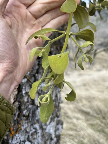 iNaturalist observation photo of oak mistletoe