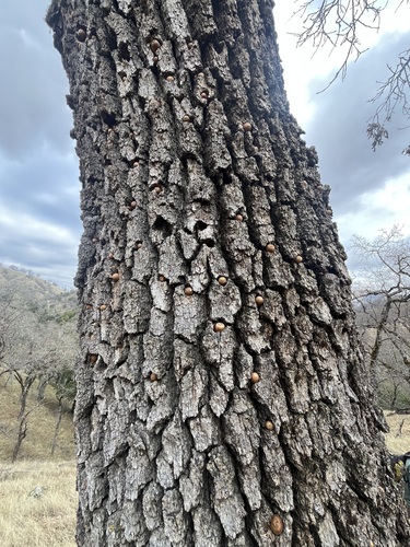 iNaturalist observation photo of Acorn Woodpecker