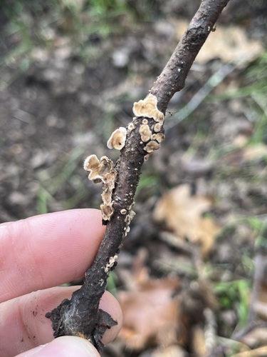 iNaturalist observation photo of Stereum ochraceoflavum