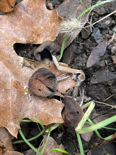 iNaturalist observation photo of Coprinellus