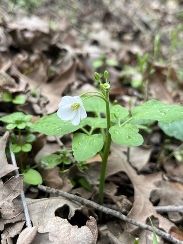 iNaturalist observation photo of milkmaids