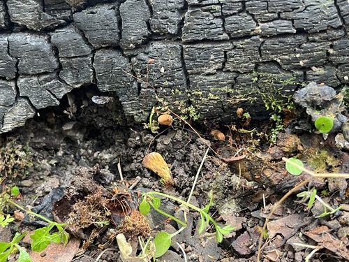 iNaturalist observation photo of Coltricia