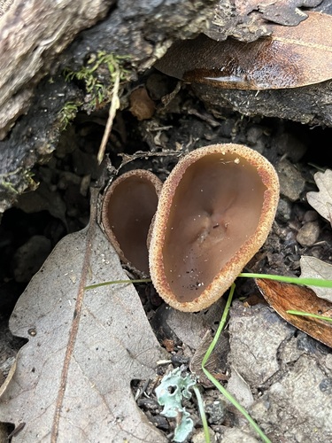 iNaturalist observation photo of Cups