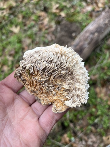 iNaturalist observation photo of Gilled Polypore