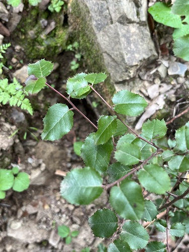 iNaturalist observation photo of hollyleaf redberry