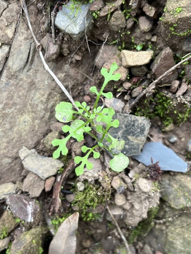 iNaturalist observation photo of baby blue eyes and allies