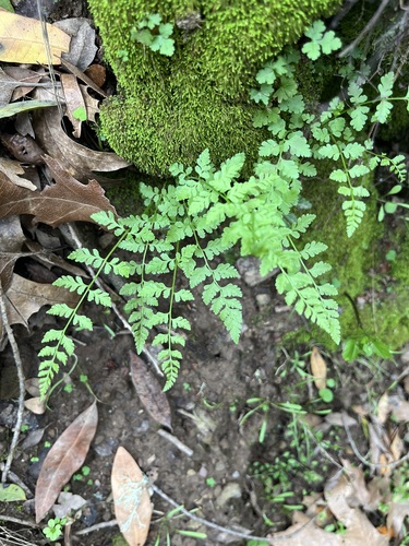 iNaturalist observation photo of brittle bladderfern