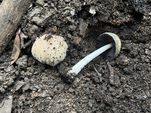 iNaturalist observation photo of Coprinellus bipellis