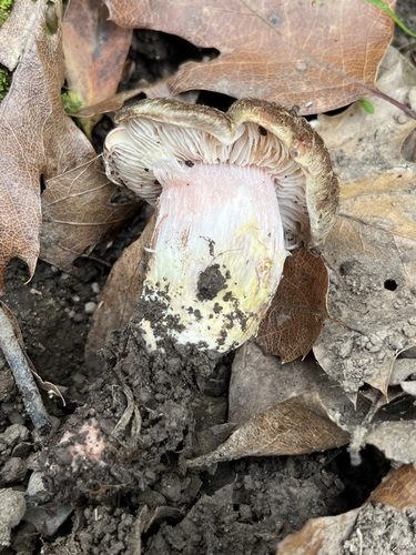 iNaturalist observation photo of Armillaria sinapina
