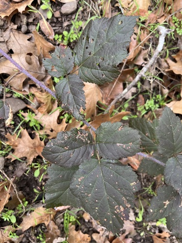 iNaturalist observation photo of trailing blackberry