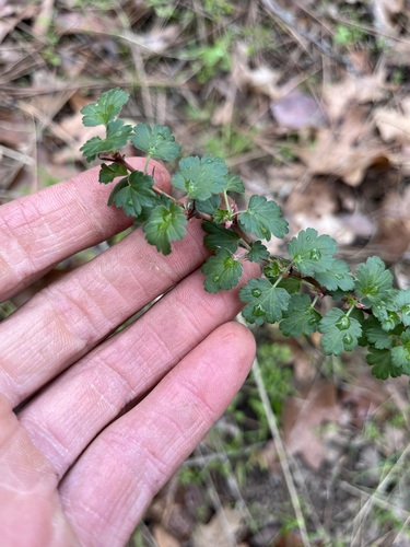 iNaturalist observation photo of hillside gooseberry