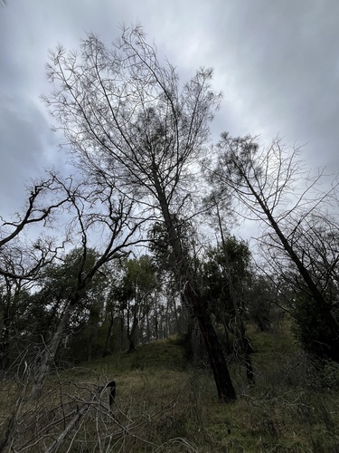 iNaturalist observation photo of gray pine