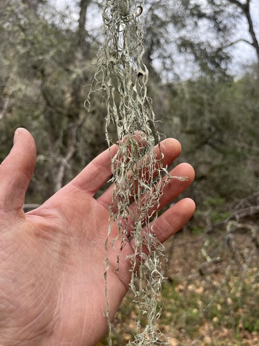iNaturalist observation photo of lace lichen