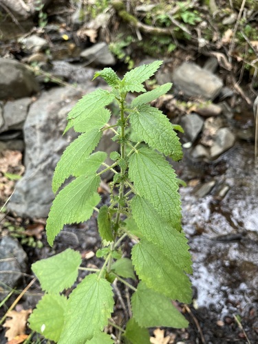 iNaturalist observation photo of slender stinging nettle
