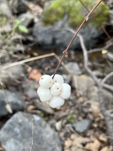 iNaturalist observation photo of Common Snowberry
