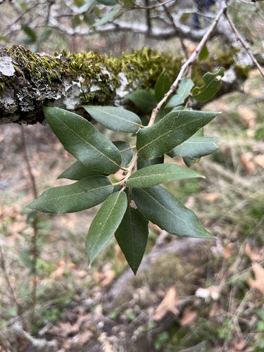 iNaturalist observation photo of canyon live oak
