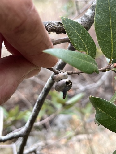 iNaturalist observation photo of Mushroom Gall Wasp