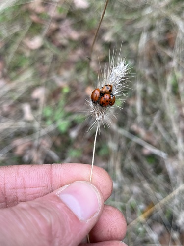 iNaturalist observation photo of Convergent Lady Beetle
