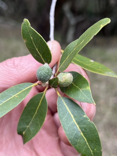iNaturalist observation photo of Beaked Spindle Gall Wasp