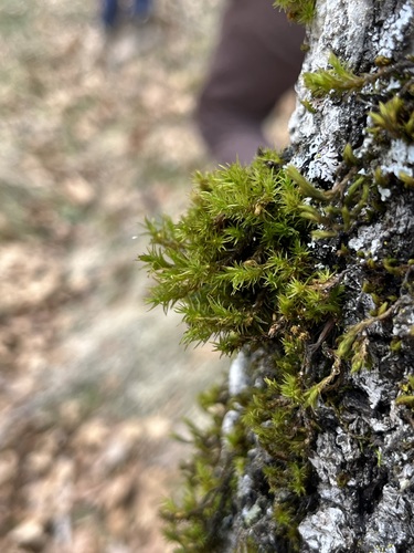 iNaturalist observation photo of Lyell's Bristle-moss