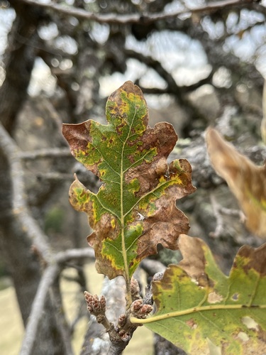 iNaturalist observation photo of Dumosae