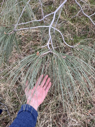 iNaturalist observation photo of gray pine