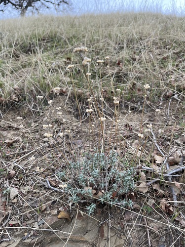 iNaturalist observation photo of Golden Yarrow